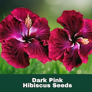 20 Double Dark Pink Hibiscus Seeds – Hardy Perennial Exotic Flower | Garden Plant for Tropical Blooms