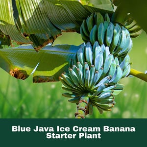May include: A cluster of blue-green bananas hangs from a banana plant, with large green leaves in the background. The text "Blue Java Ice Cream Banana Starter Plant" is at the bottom of the image.