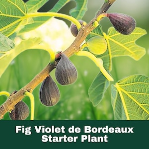Fig Tree Violet de Bordeaux Live Starter Plant – Edible Sweet Fruit Tree – Hardy Delicious Ficus Carica Small Potted Plant
