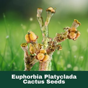 10 Count Euphorbia Platyclada Seeds Rare Exotic Succulent Caudex Cactus Type Plant for Indoor or Dry Garden