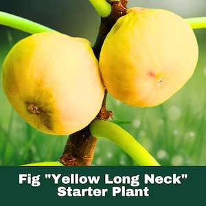 Yellow Long Neck Fig Tree Live Starter Plant Ficus Carica Sweet Edible Fruit Easy Grow Patio Container Garden Orchard Starter