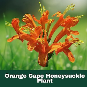 Orange Cape Honeysuckle – Starter Live Plant (7–10”) – Bright Tropical Shrub Attracts Hummingbirds, Perfect for Garden or Patio