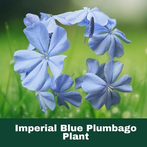 Imperial Blue Plumbago – 2 Starter Live Plants (3–5”) – Tropical Flowering Shrubs for Garden, Patio, or Container Landscape