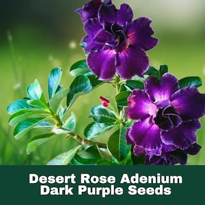 4 Count Desert Rose Seeds Purple Adenium Obesum Exotic Perennial Flowering Plant FAST SHIPPING