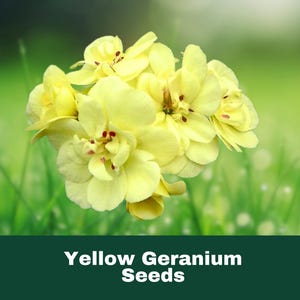 10 Yellow Geranium Seeds Rare Perennial Bright Blooms Easy to Grow Drought Tolerant Fast Shipping