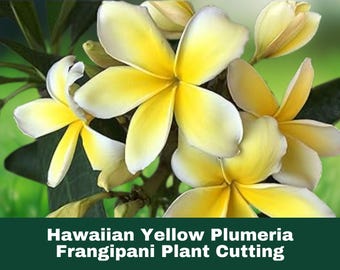 1 Hawaiian Yellow Plumeria Unrooted Cutting Live Frangipani Starter