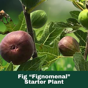 Fignomenal Fig Tree Live Plant - Ficus carica - Rare Dwarf Variety for Patio or Garden - 3 to 5 Inches Rooted Cutting