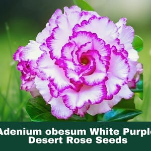 4 Count Desert Rose Seeds Purple White Adenium Obesum Exotic Perennial Flowering Plant FAST SHIPPING