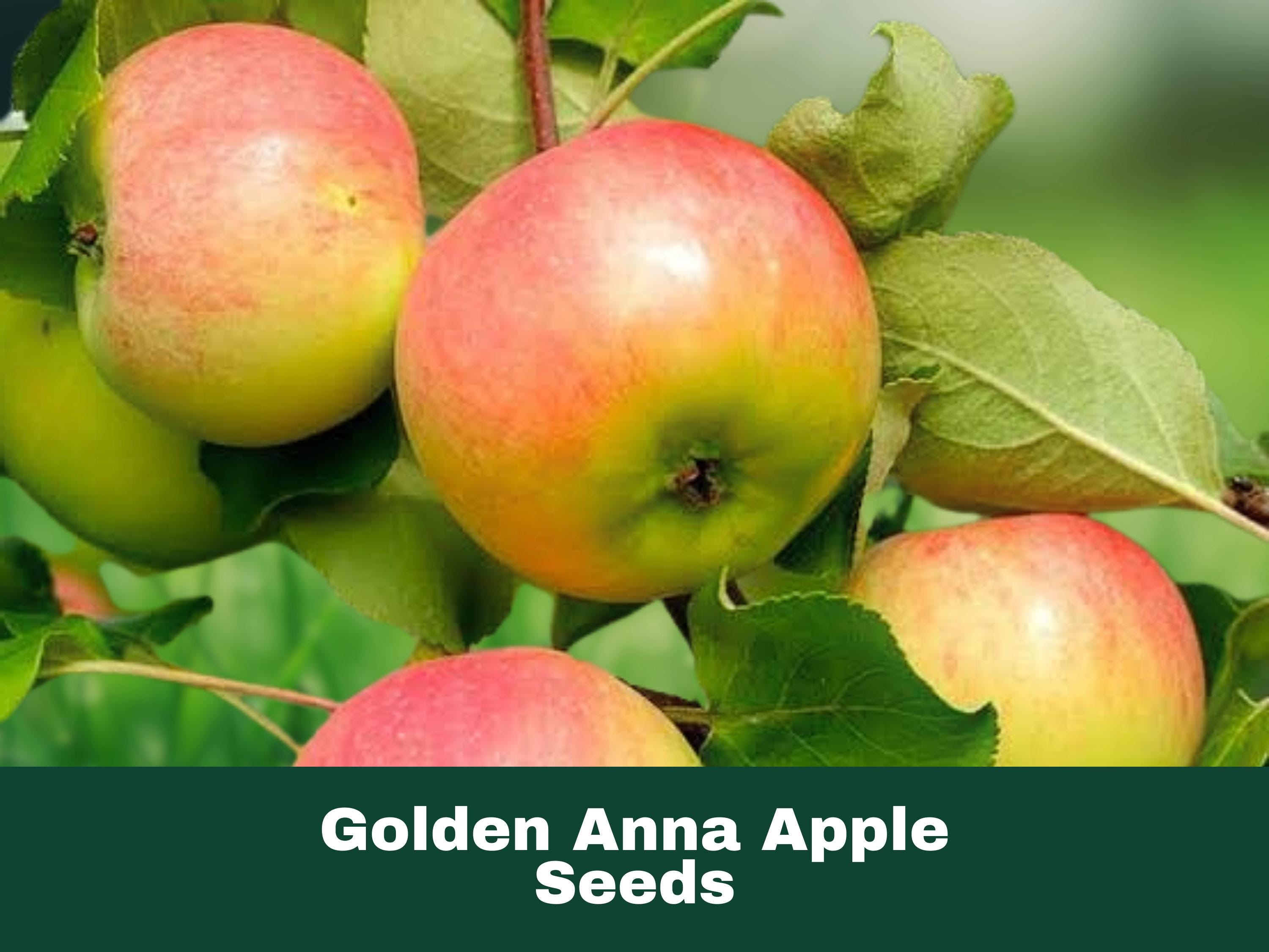 Mac (Apple) - anna！ Anna Apple, Malus domestica 'Anna', Monrovia Plant