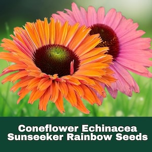 50 Sunseeker Rainbow Coneflower Seeds, Colorful Perennial, Pollinator-Friendly, Drought-Tolerant Easy to Grow Low Maintenance Fast Shippping