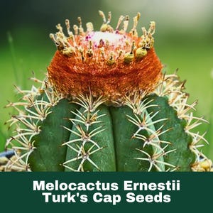 20 Count Melocactus Ernestii Seeds Rare Exotic Turks Cap Cactus Succulent Easy Grow Indoor Outdoor