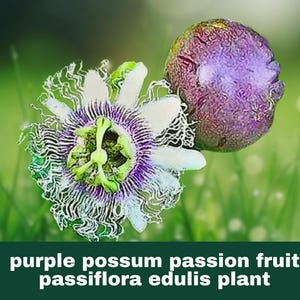 Possum Purple Passion Fruit – Passiflora edulis – Live Starter Plant – Sweet Tropical Vine – 1 Live Plant