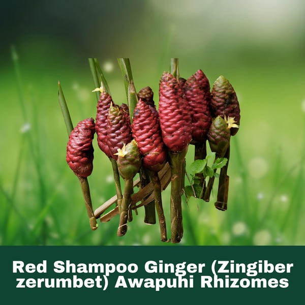 2 Rhizomes – Red Shampoo Ginger (Zingiber zerumbet) Awapuhi