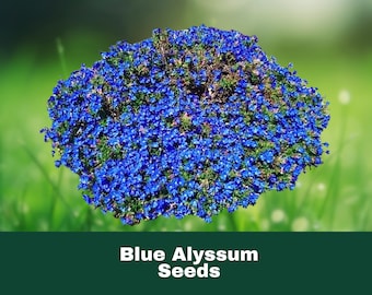 25 Bright Blue Alyssum Seeds Perennial Ground Cover Easy to Grow Pollinator Friendly Fast Shipping
