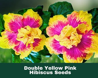20 Double Pink Yellow Hibiscus Seeds – Hardy Exotic Perennial Flower | Tropical Blooming Garden Plant