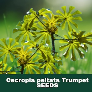 May include: Close-up of Cecropia peltata Trumpet SEEDS. The image features vibrant green leaves with a star-like shape, set against a blurred green background. The text "Cecropia peltata Trumpet SEEDS" is displayed at the bottom of the image.