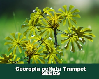 5 Cecropia peltata Trumpet Tree Seeds Fast Growing Tropical Shade Tree Seeds for Large Gardens Restoration Projects