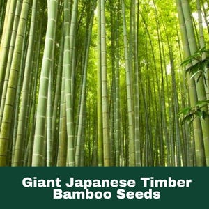 50 Giant Japanese Timber Bamboo Seeds Fast-Growing Privacy Screen Cold Hardy Fast Shipping