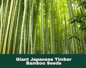 50 Giant Japanese Timber Bamboo Seeds Fast-Growing Privacy Screen Cold Hardy Fast Shipping