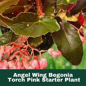 May include: A close-up of a pink Angel Wing Begonia plant with dark green leaves and pink flowers. The plant is labeled "Angel Wing Begonia Torch Pink Starter Plant".