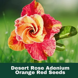4 Count Desert Rose Seeds Red Orange Adenium Obesum Perennial Exotic Flowering Plant FAST SHIPPING