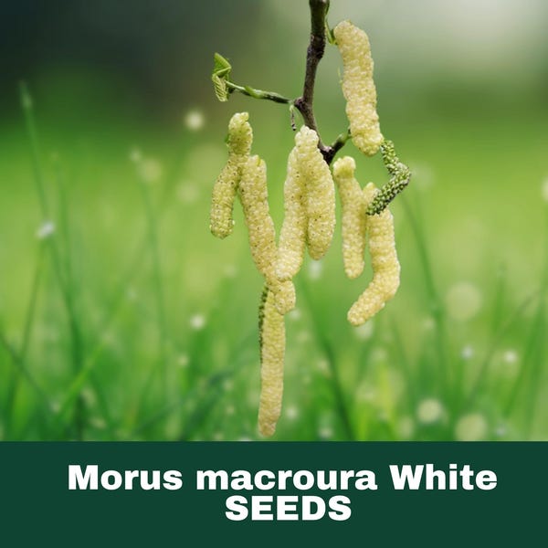 5 White Long Mulberry Tree Seeds (Morus macroura) Rare Edible Fruit Tree Cold Hardy for Gardens Containers