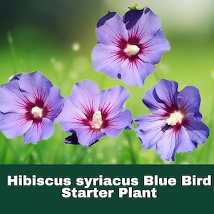 1 Hibiscus Syriacus &#39;Bluebird&#39; Live Plant – Hardy Perennial Shrub with Stunning Blue Flowers Approx 7-10 Inch - Dormant