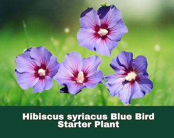 1 Hibiscus Syriacus 'Bluebird' Live Plant – Hardy Perennial Shrub with Stunning Blue Flowers Approx 7-10 Inch - Dormant