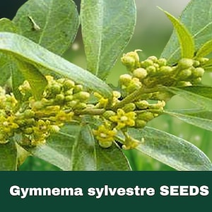Gymnema Sylvestre Plant - Etsy