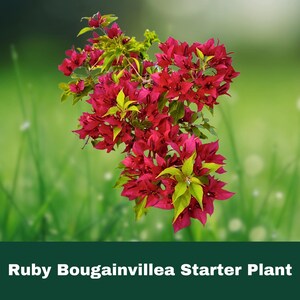 May include: A vibrant Ruby Bougainvillea starter plant with bright red bracts and green and yellow foliage. The plant is set against a blurred green background, creating a natural and appealing aesthetic. The image includes the text "Ruby Bougainvillea Starter Plant".
