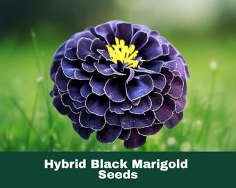 25 Hybrid Black Marigold Seeds – Unique Dark Blooms – Fast-Growing & Easy to Cultivate