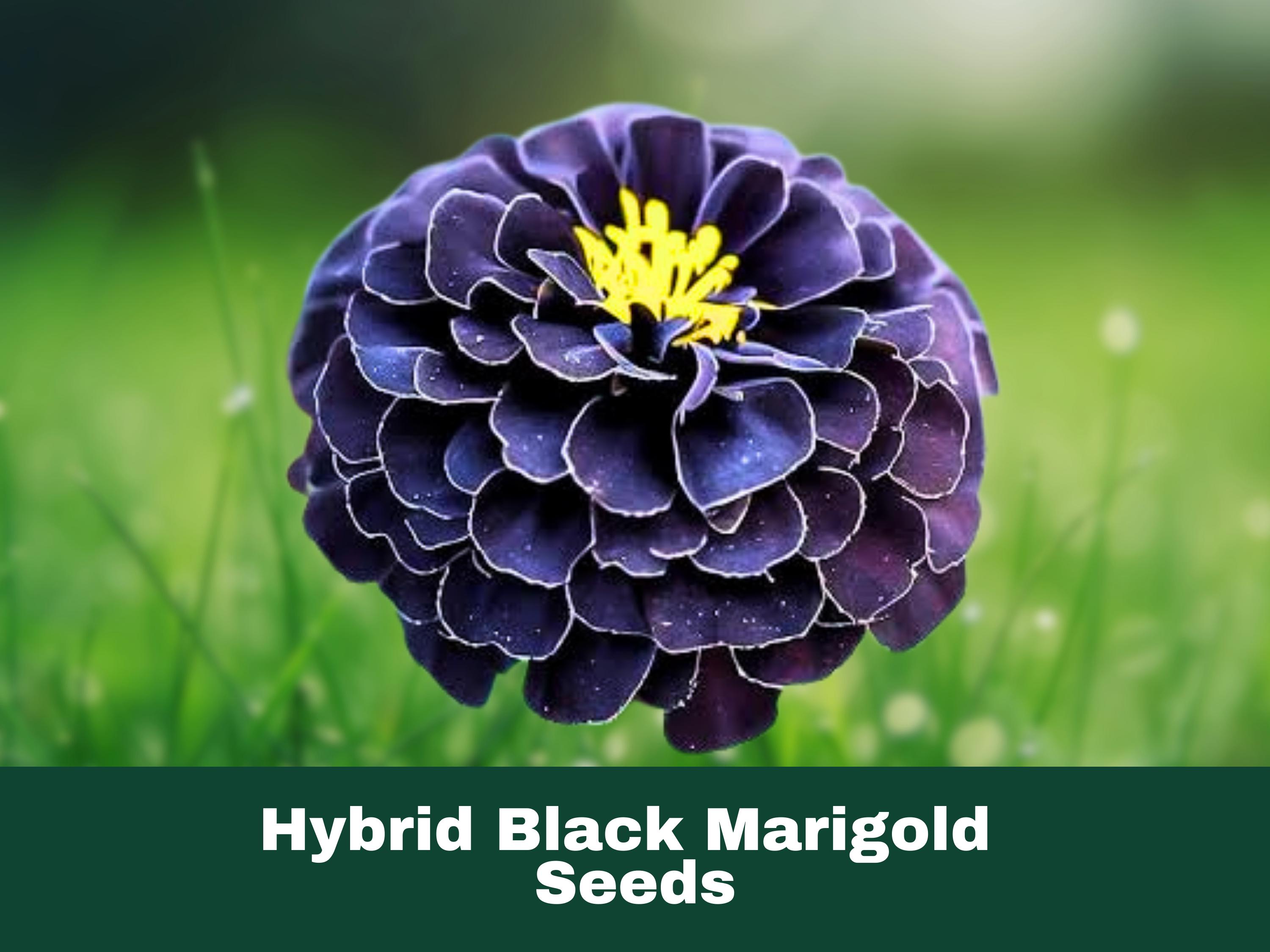 25 Hybrid Black Marigold Seeds – Unique Dark Blooms – Fast-Growing & Easy to Cultivate