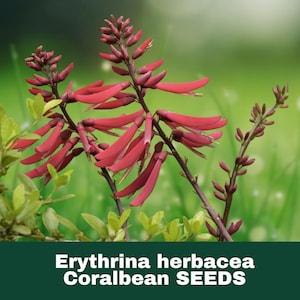 May include: Close-up of Erythrina herbacea Coralbean plant with vibrant red flowers and green leaves. The image features the text "Erythrina herbacea Coralbean SEEDS" at the bottom, set against a blurred green background.