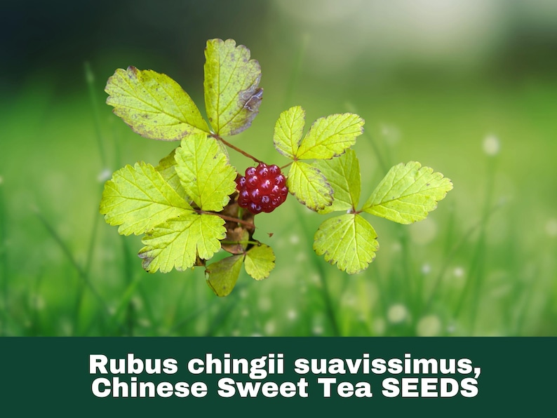 Rubus Tea 10 Seeds Chinese Sweetleaf Raspberry (rubus Chingii Suavissimus) - Etsy