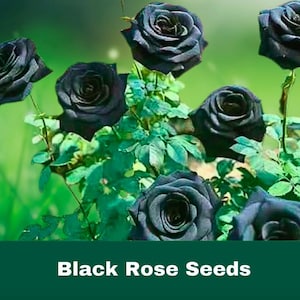 10 Count Black Rose Seeds Rare Flowering Shrub Perennial Bush Garden Plant Easy Grow FAST SHIPPING