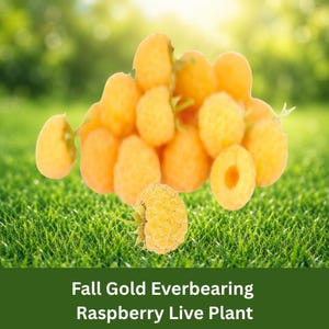 May include: A cluster of golden-yellow raspberries with a textured, bumpy surface, accompanied by a single detached raspberry in the foreground. The text Fall Gold Everbearing Raspberry Live Plant is printed in white at the bottom of the image.