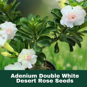 4 Count Desert Rose Seeds Double White Adenium Obesum Exotic Perennial Flowering Plant FAST SHIPPING