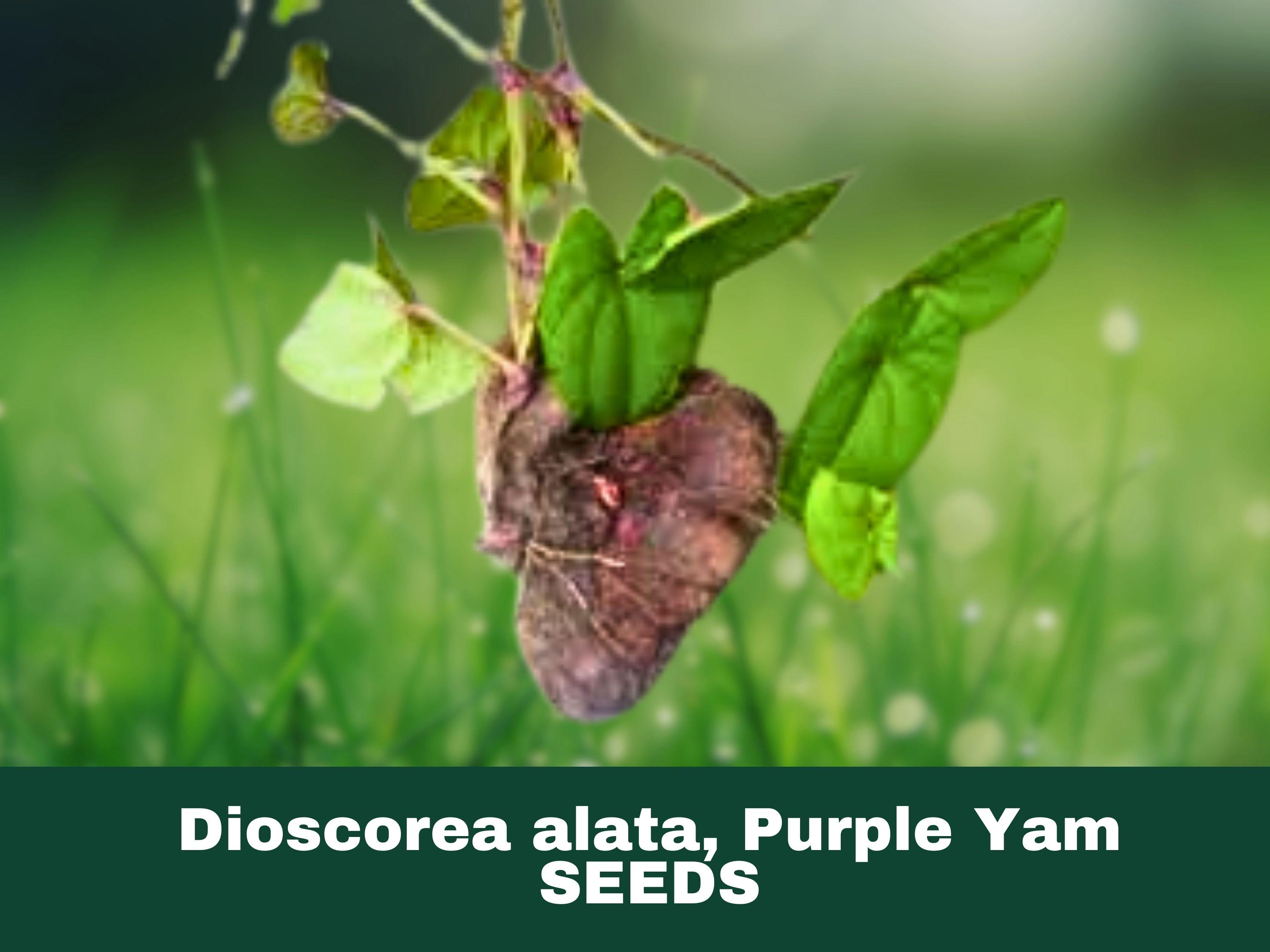 Dioscorea Alata Tuber - Etsy