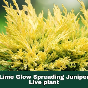 May include: A Lime Glow Spreading Juniper live plant featuring dense, needle-like foliage in a vibrant chartreuse and yellow color. The plant has a low-growing, mounded habit with numerous upward-reaching branches and fine, textured tips.