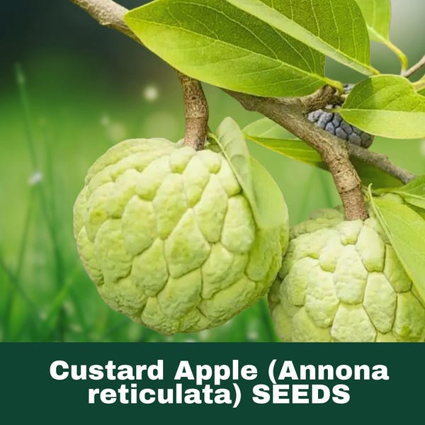 5 Seeds Custard Apple Tree (Annona reticulata)