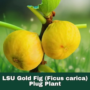 LSU Gold Fig Tree – Ficus carica – Live Starter Plant 3-6” – Sweet Yellow Fruit – Easy to Grow – 1 TC Plug