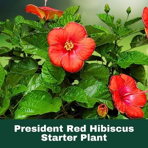 2 Tropical President Red Hibiscus Live Starter Plants 5” Tall Plug Size Hardy Flowering Shrub Garden Perennial