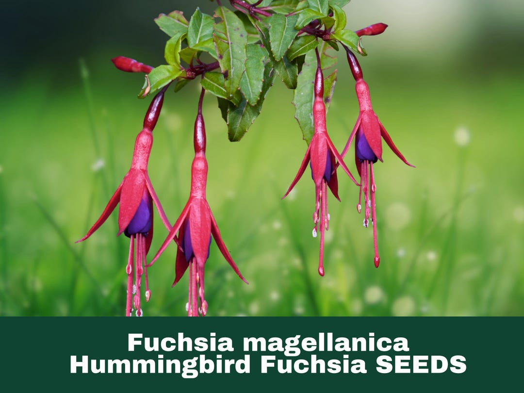 5 Seeds Fuchsia Magellanica Hardy Fuchsia Flower Seeds Etsy 5-seeds-fuchsia-magellanica-hardy-fuchsia-flower-seeds-etsy