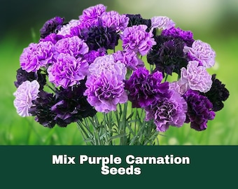 100 Purple Mix Carnation Seeds Fragrant Perennial Flowers Easy to Grow Garden Blooms Fast Shipping
