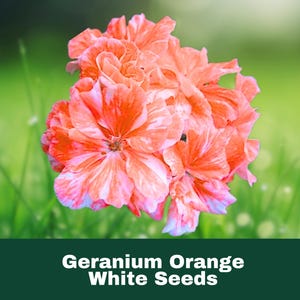 10 Orange White Geranium Seeds Perennial Flower Easy to Grow Pollinator Friendly Fast Shipping