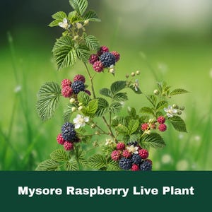 May include: A Mysore Raspberry live plant featuring green serrated leaves, small white flowers, and clusters of berries in various stages of ripening, transitioning from bright red to dark purple. The text Mysore Raspberry Live Plant is visible.
