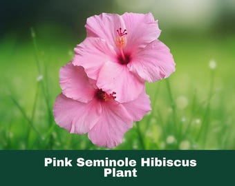 1 Seminole Pink Hibiscus Starter Plant Live Tropical Flower Shrub