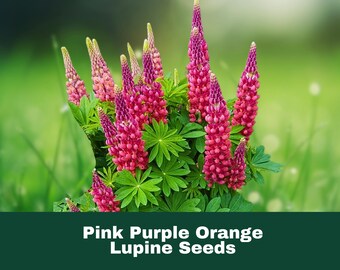 25 Pink Purple Orange Lupine Seeds Perennial Wildflower Pollinator Friendly Easy to Grow Fast Shipping