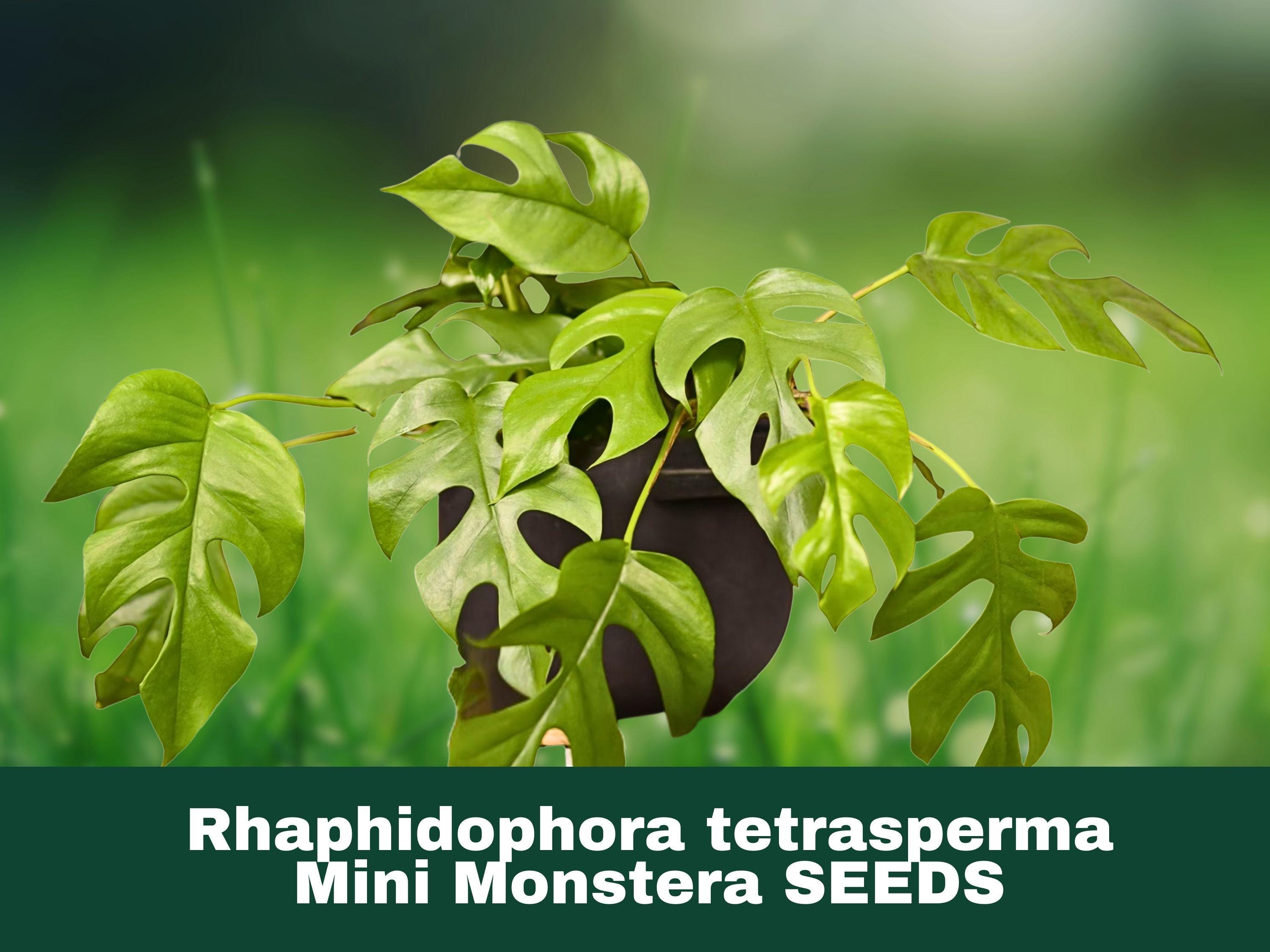 monstera obliqua giftig Monstera Obliqua Peru – Extrem selten – HappiestPlants main image 1
