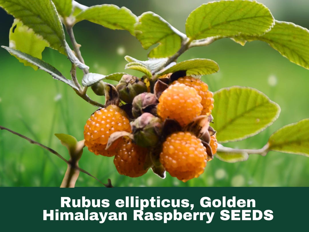 Red Himalayan Raspberry 10 Seeds Himalayan Golden Raspberry (rubus Ellipticus) Fruit - Etsy